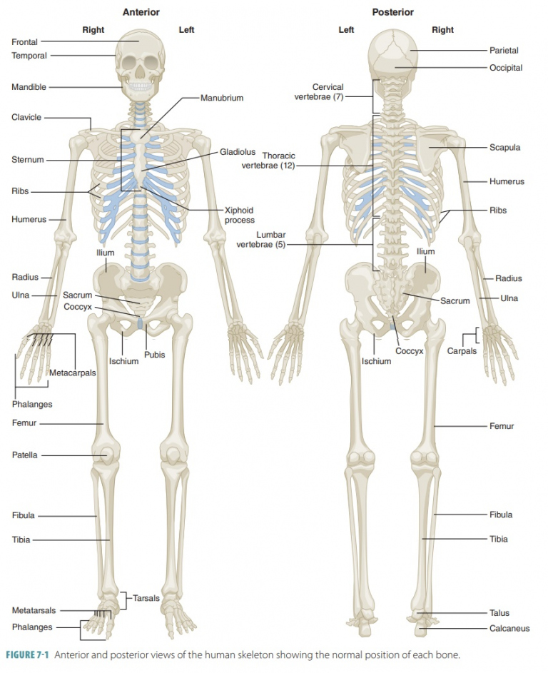 Classifications of Bones - FREE Printables - Bone Shape