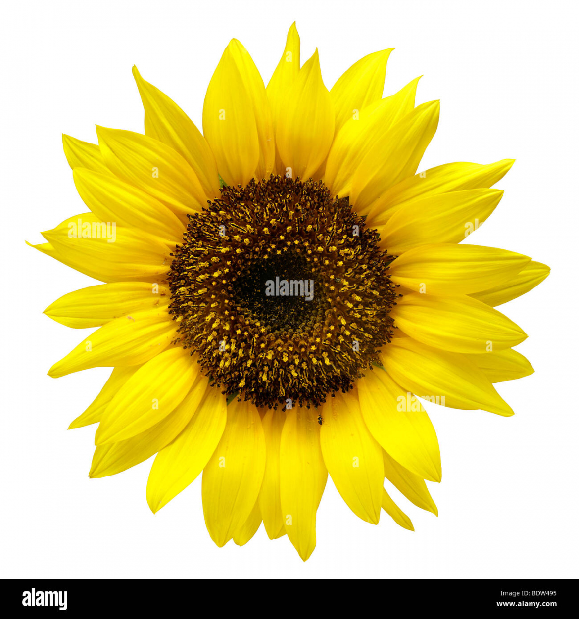 Cut out sunflower hi-res stock photography and images - Alamy - FREE Printables - Sunflower Cut Out