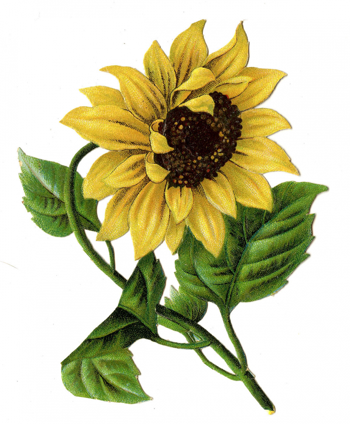 Sunflower Images - Beautiful Pictures! - The Graphics Fairy - FREE Printables - Free Sunflower Printables