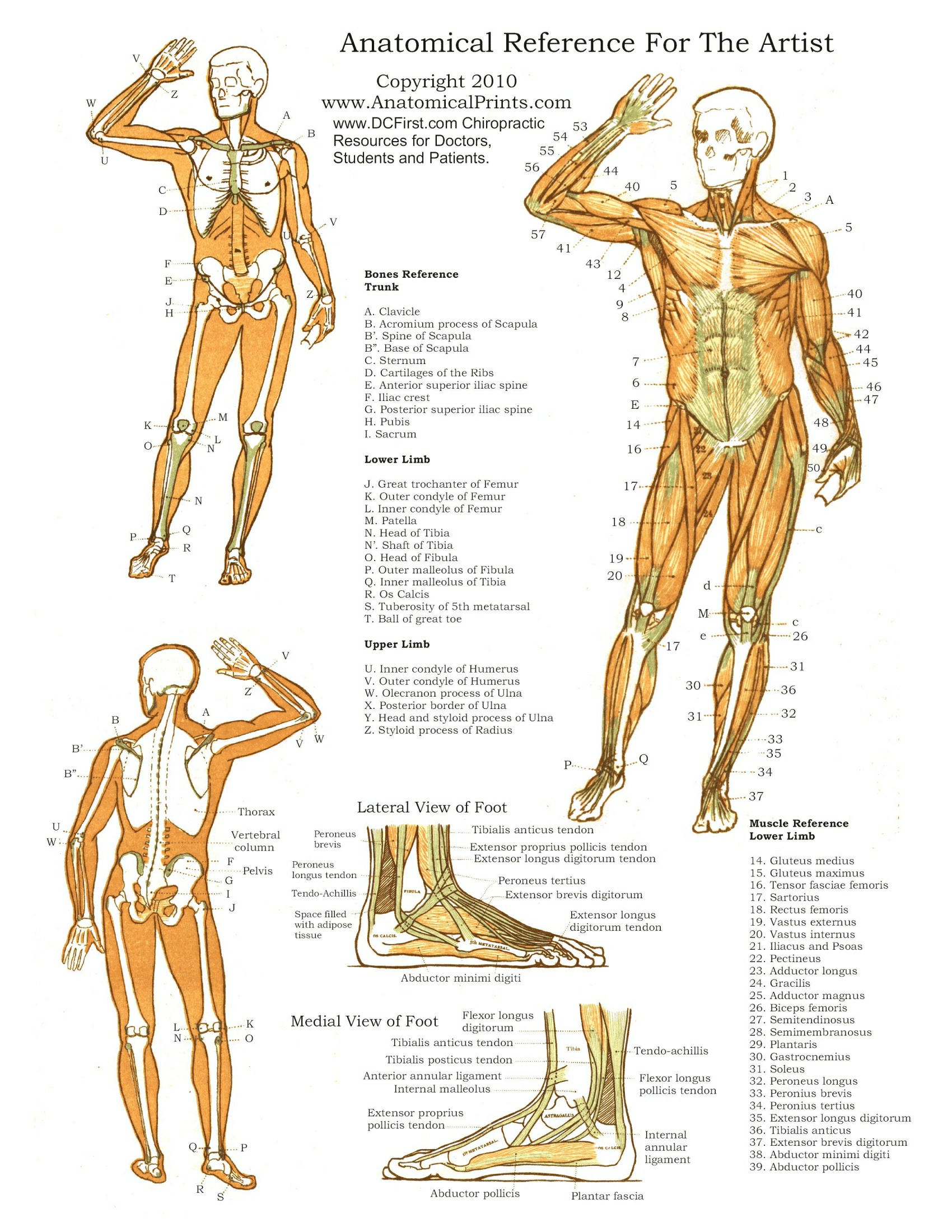 Anatomy Posters | Poster Template regarding Free Printable Human Anatomy Diagrams