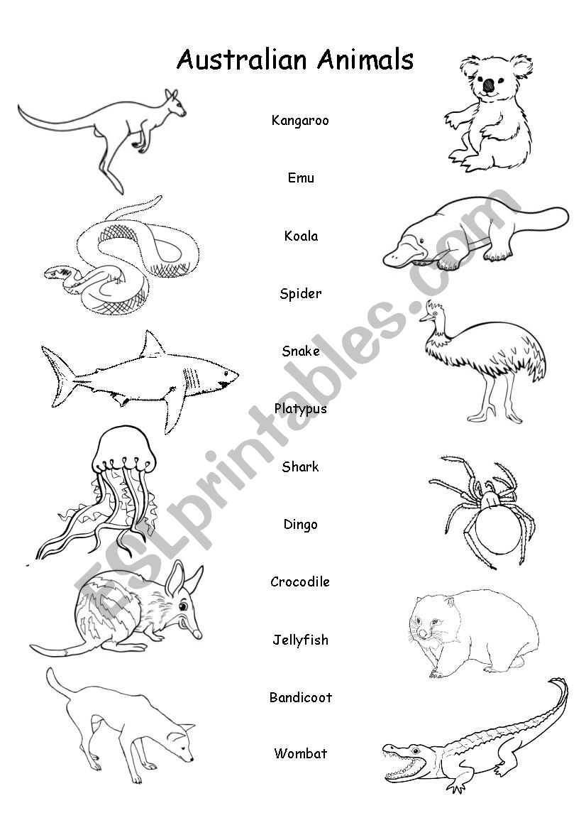 Australian Animals - Esl Worksheet66Crush - Worksheets Library inside Australian Animals Printables Free