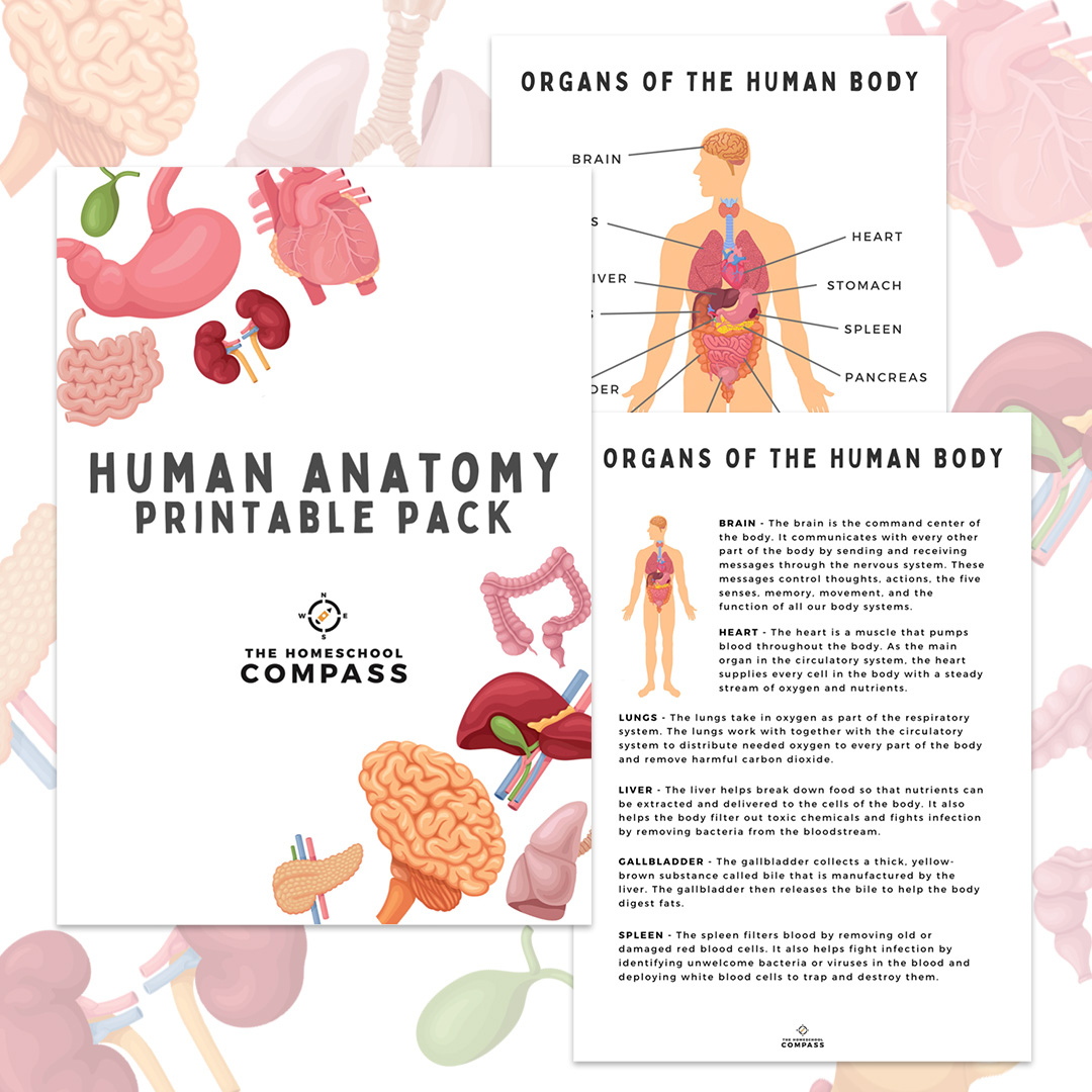 Free Human Anatomy Printable Pack - Homeschool Compass with Free Printable Human Anatomy Diagrams