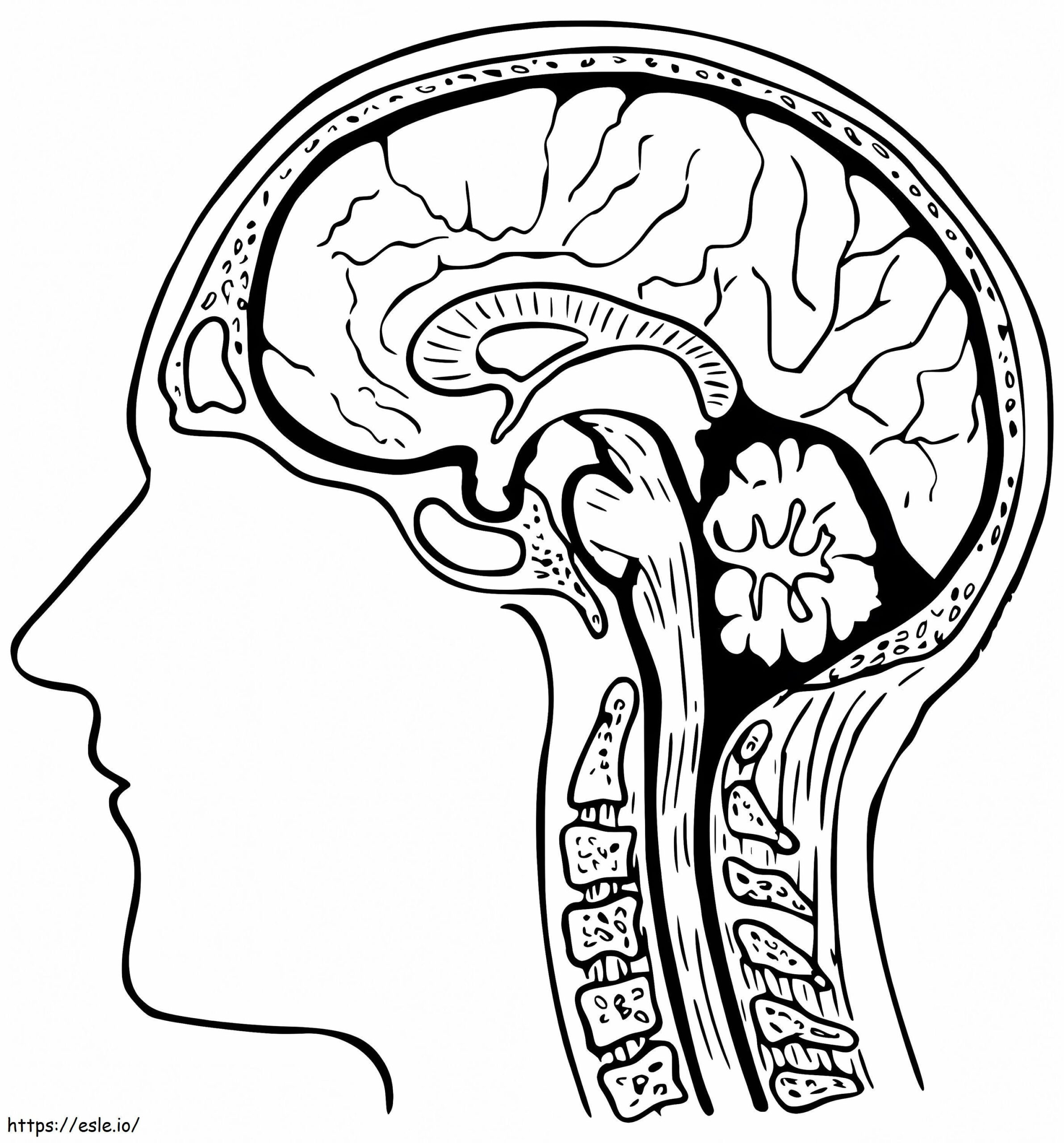 Free Printable Human Brain Coloring Page for Free Printable Pictures Of The Human Brain
