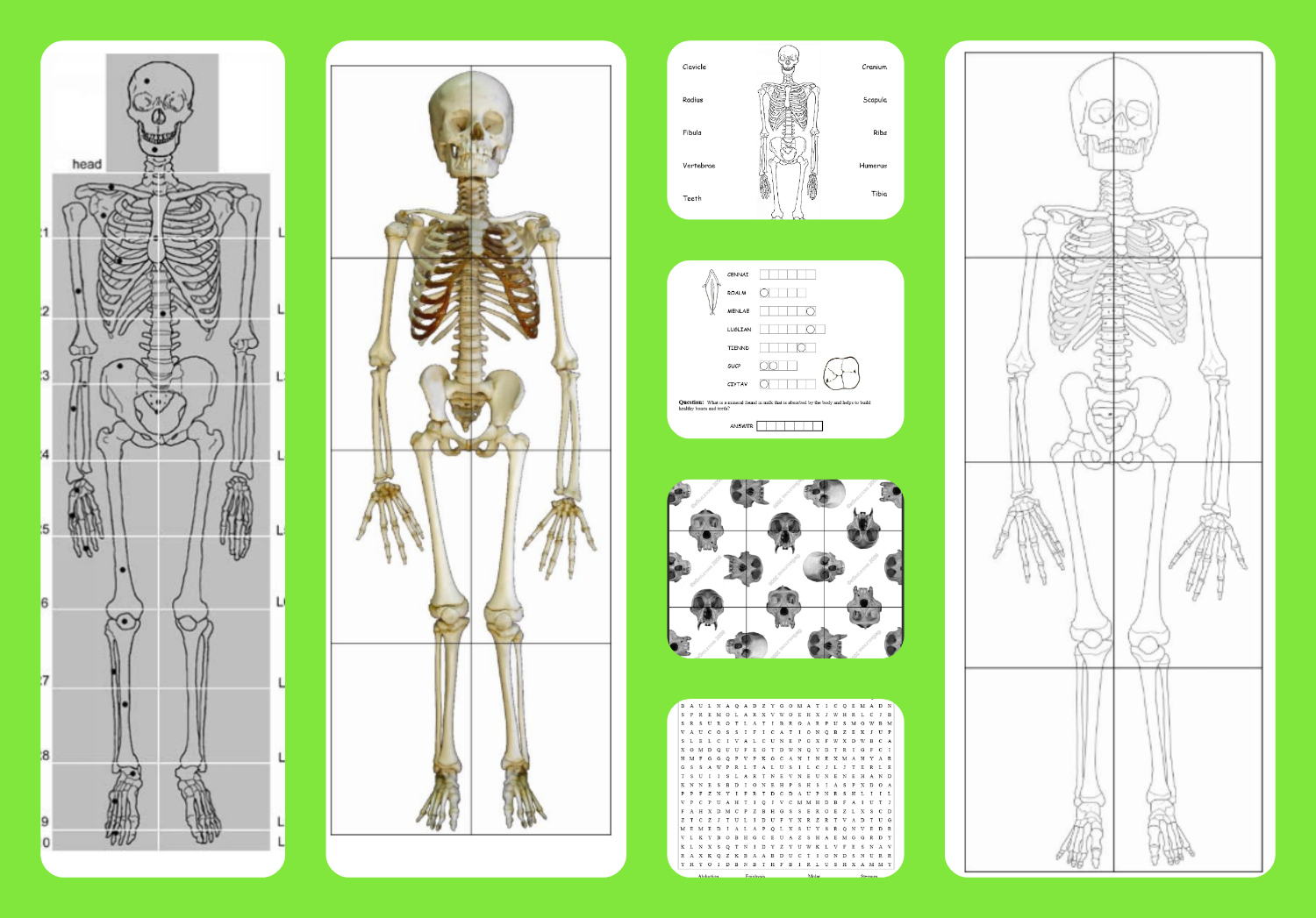 Free Printable Life-Sized Child And Adult Skeletons, Skull Puzzles for Free Life Size Printable Skeleton