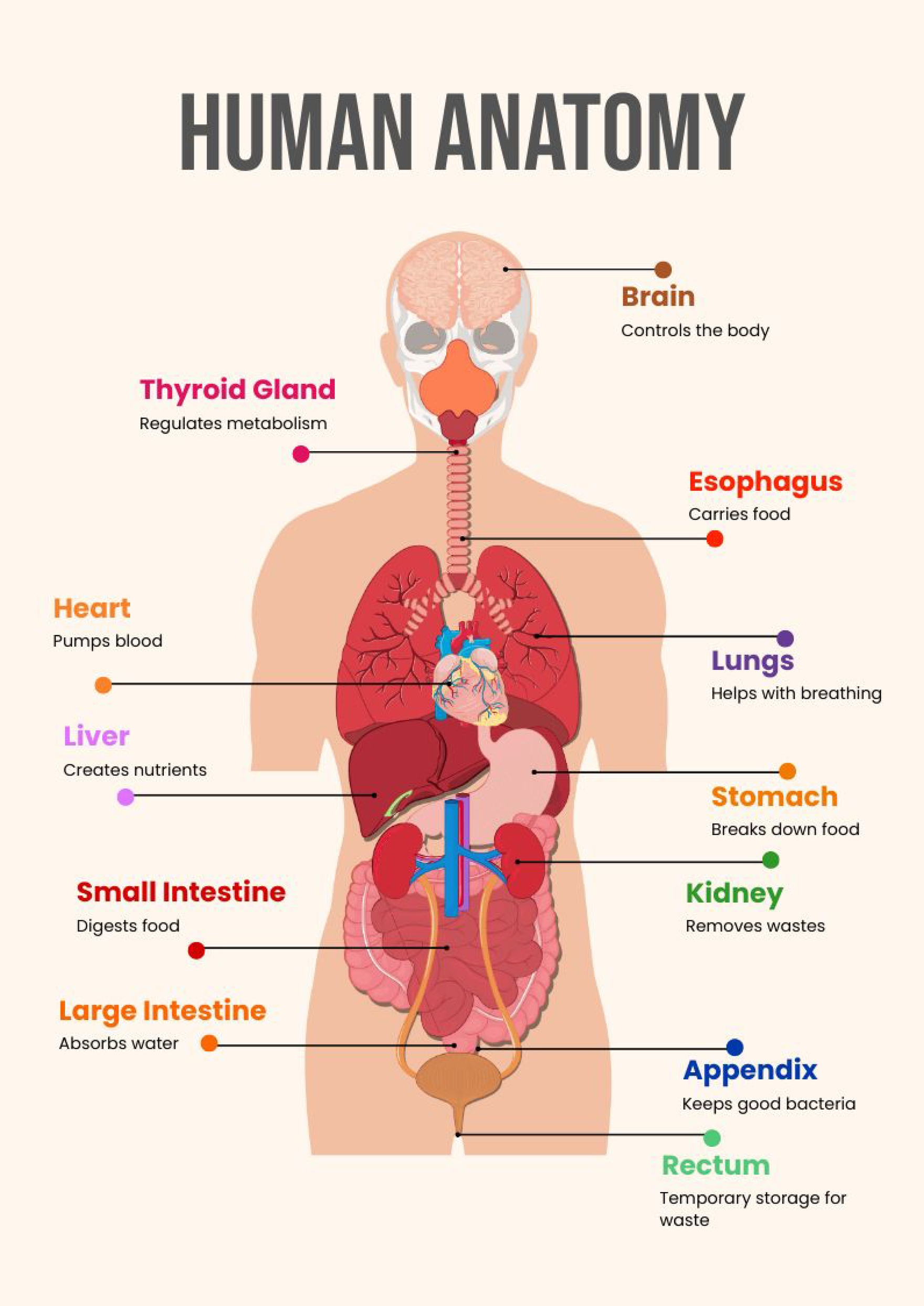 Human Anatomy Chart In Illustrator, Pdf - Download | Template intended for Free Printable Human Anatomy Diagrams