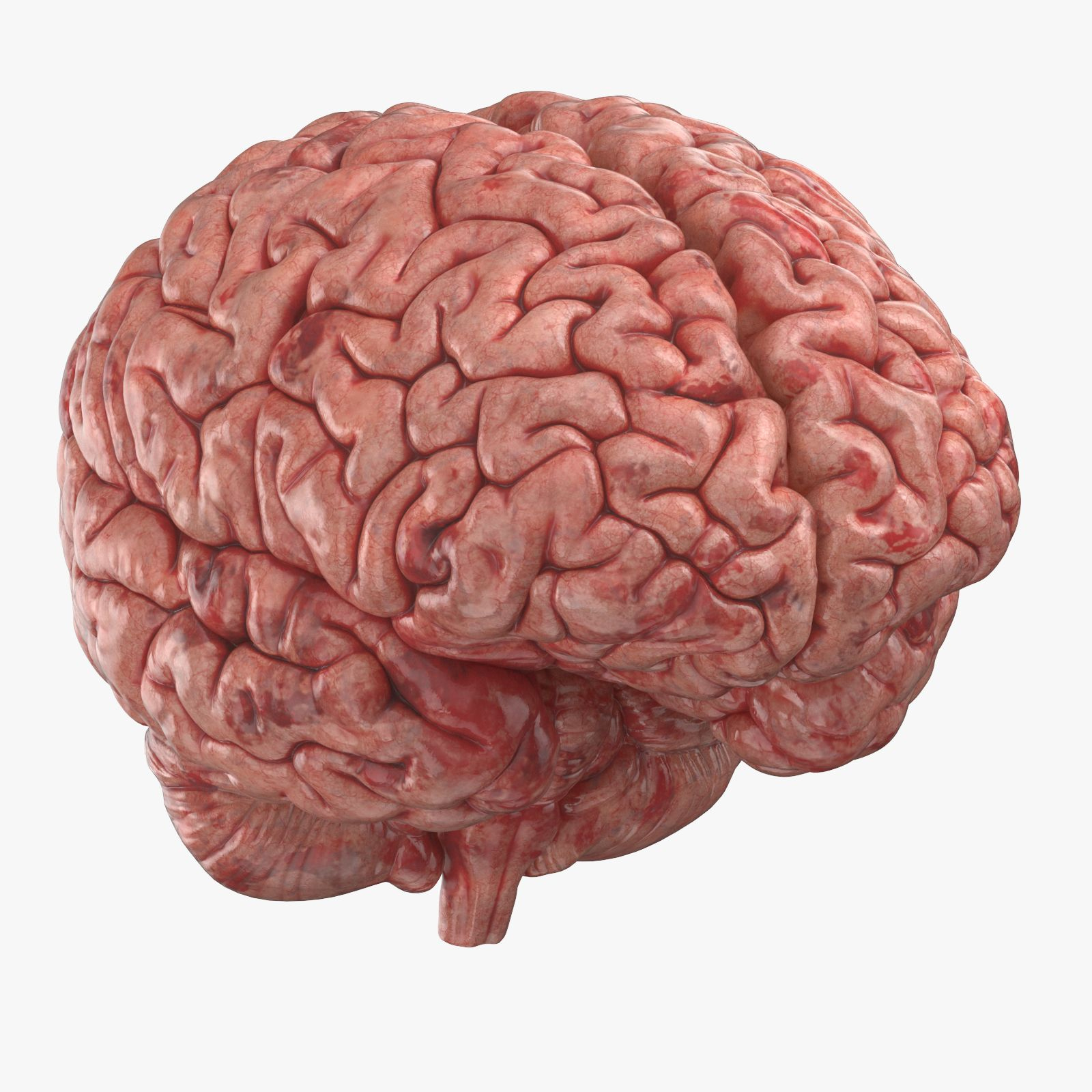 Human Brain (3D Printable) 3D Model $79 - .Max .Obj .C4D .Gltf .Ma in Free Printable Pictures Of The Human Brain