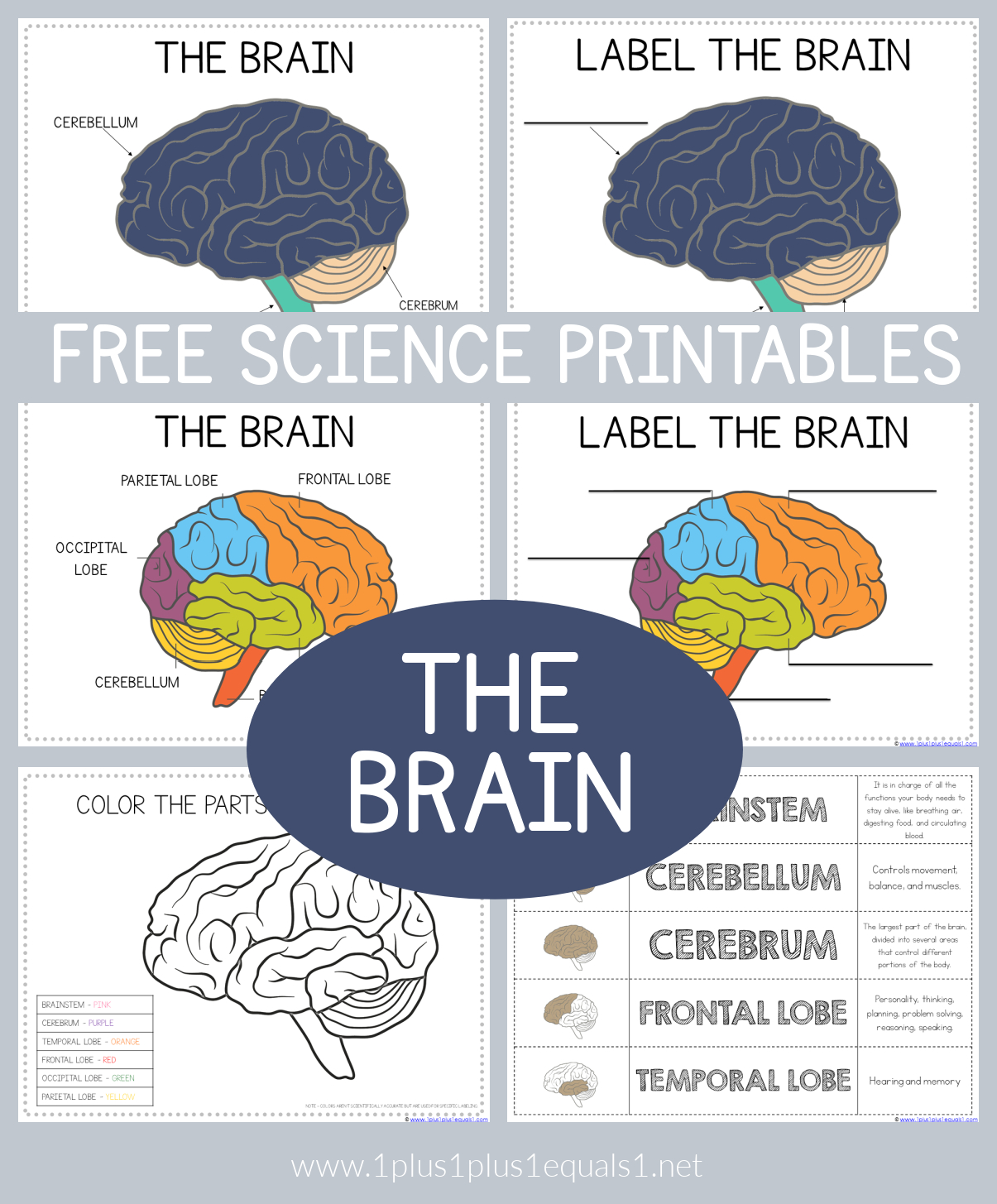 Life Science Printables - Parts Of The Brain Worksheets - 1+1+1=1 for Free Printable Pictures of The Human Brain