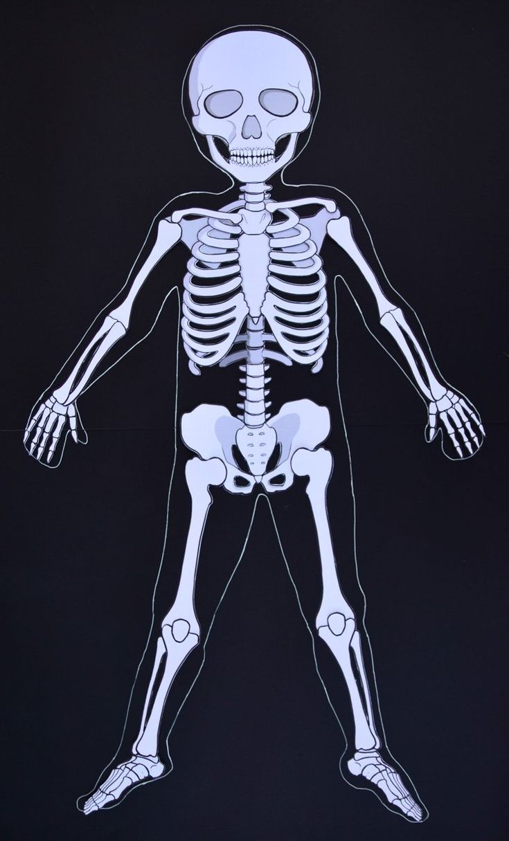 Life-Size Printable Human Skeleton For Kids pertaining to Free Life Size Printable Skeleton