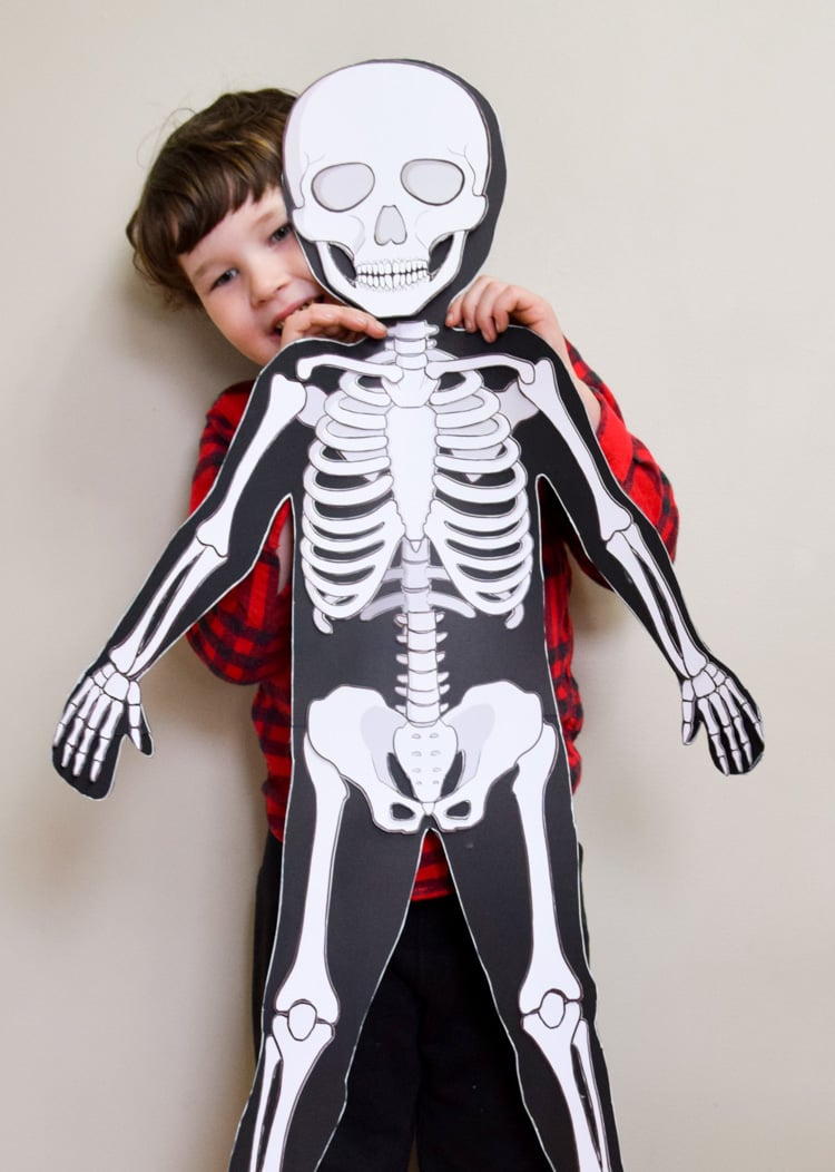 Life-Size Printable Human Skeleton For Kids with Free Life Size Printable Skeleton