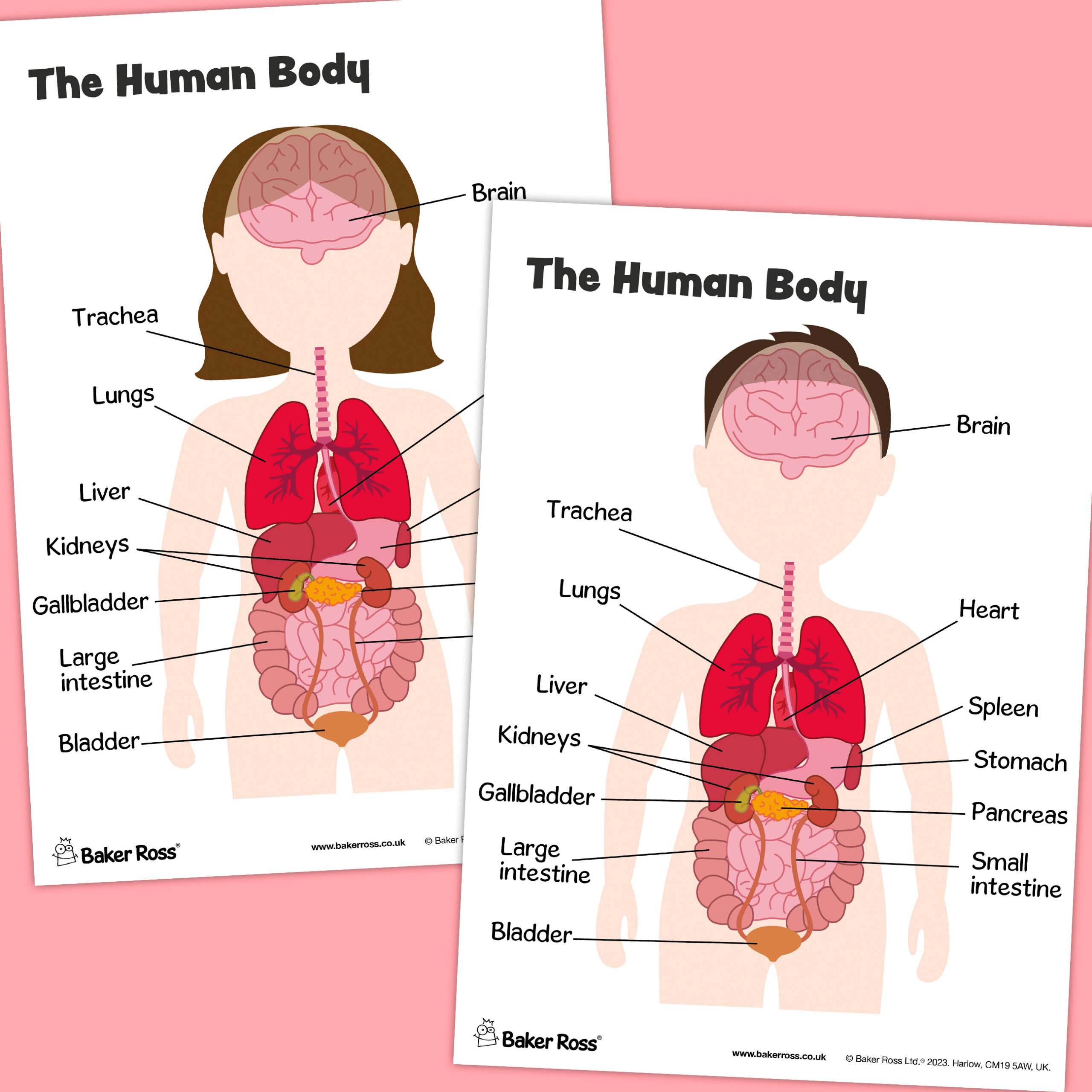 The Human Body Organs Diagram Craft Activity Guide | Baker Ross intended for Free Printable Human Anatomy Diagrams