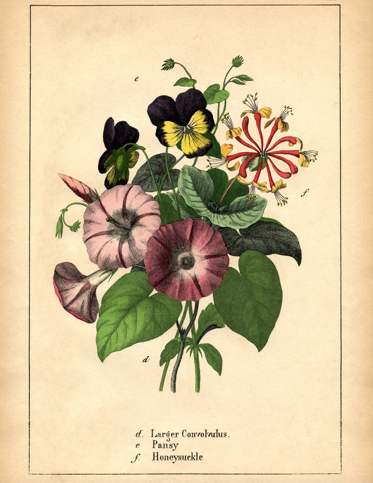10 Botanical Flower Prints! - The Graphics Fairy intended for Graphics Fairy Free Printables