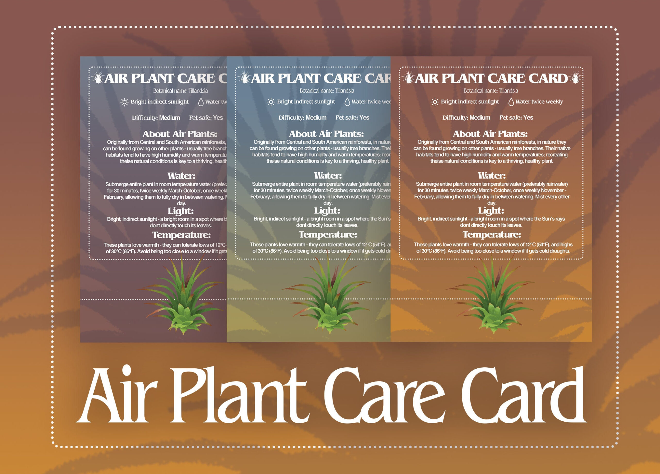 Air Plant Care Card, Digital Air Plant Care Label, Printable intended for Printable Air Plant Care Card