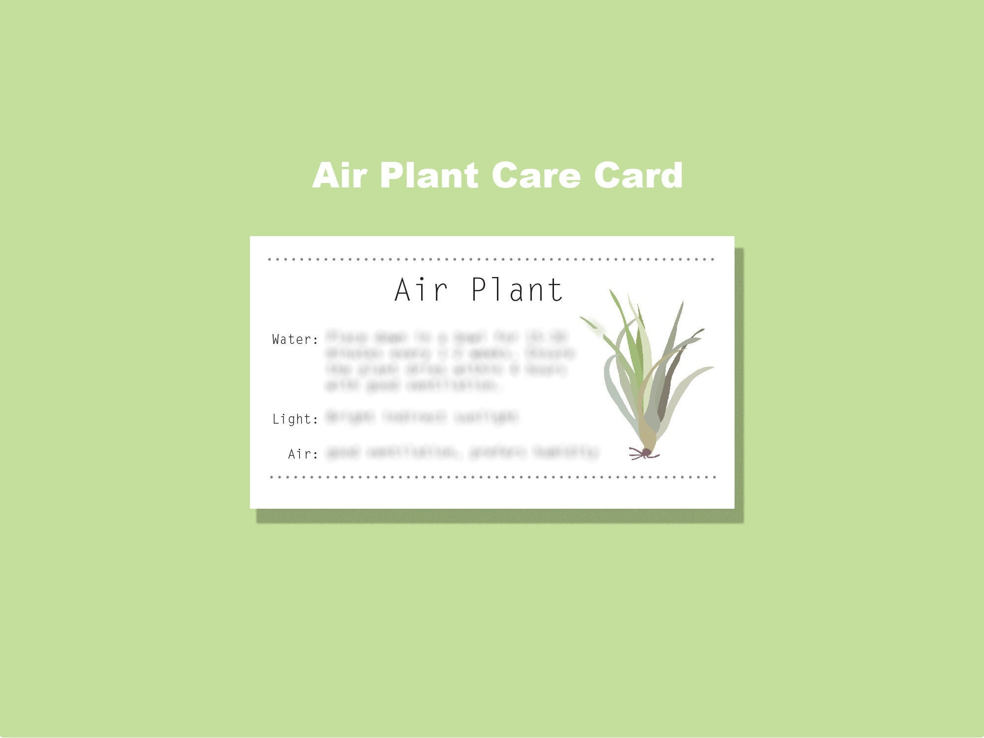 Air Plant Care Card, Digital Download Infographic, Printable - Etsy regarding Printable Air Plant Care Card