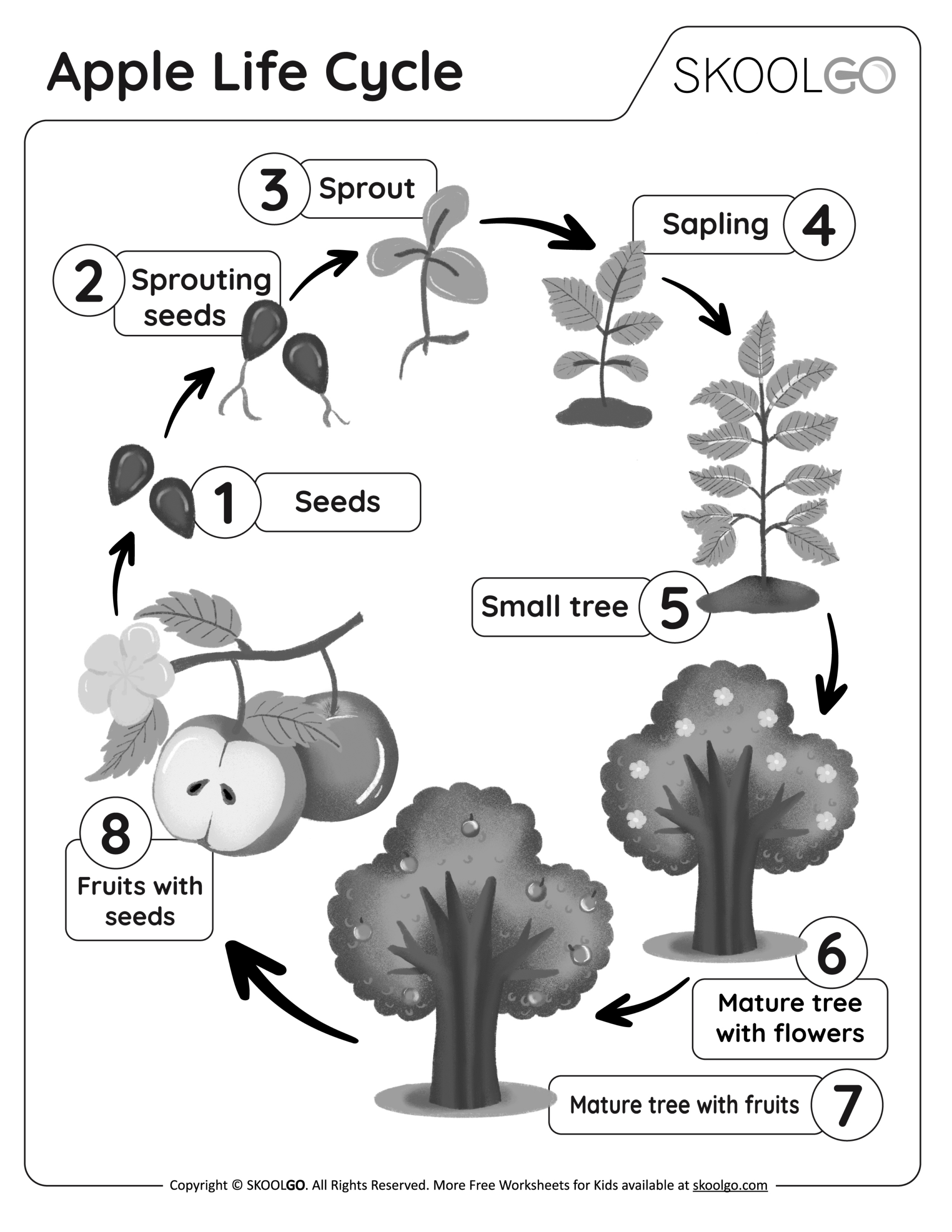Apple Life Cycle - Free Worksheet - Skoolgo with Free Apple Life Cycle Printable