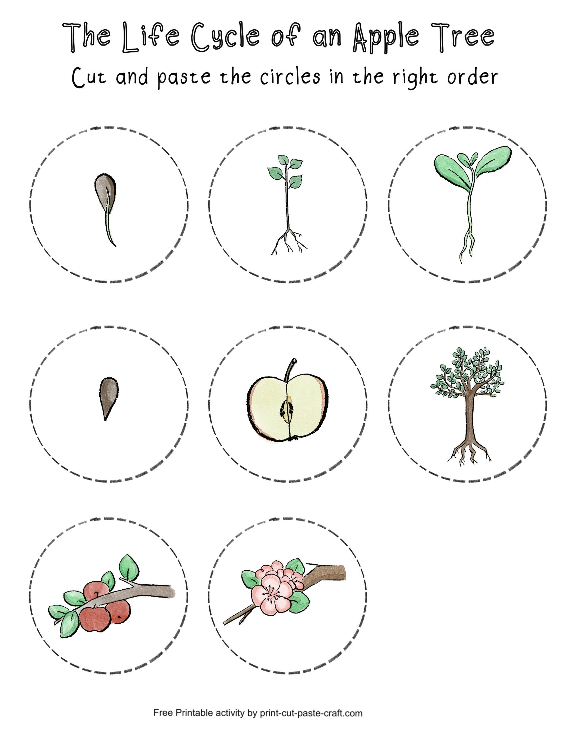 Apple Tree Life Cycle Free Printable Learning Activity | Print inside Free Apple Life Cycle Printable