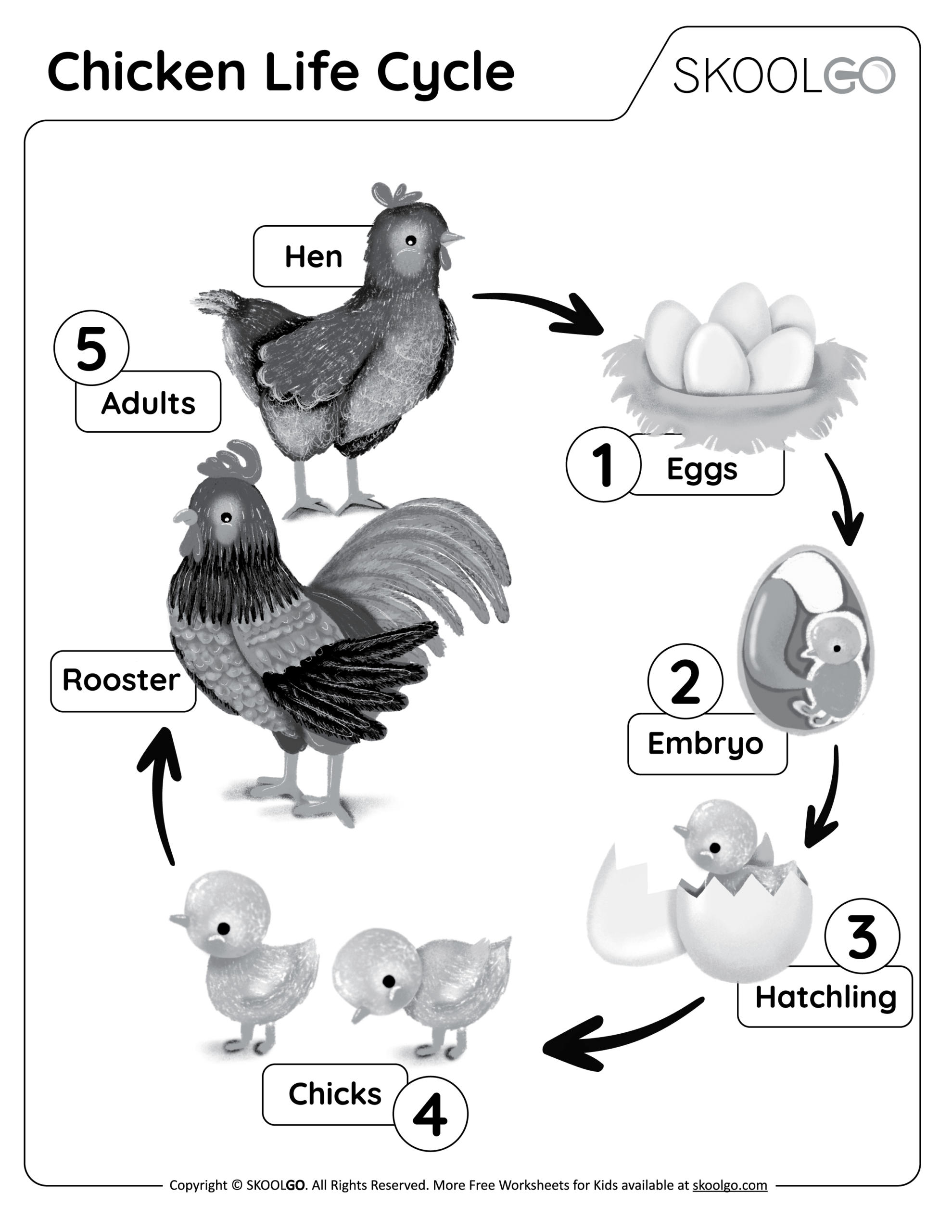 Chicken Life Cycle - Free Worksheet - Skoolgo in Free Printable Life Cycle Of A Chicken Worksheet