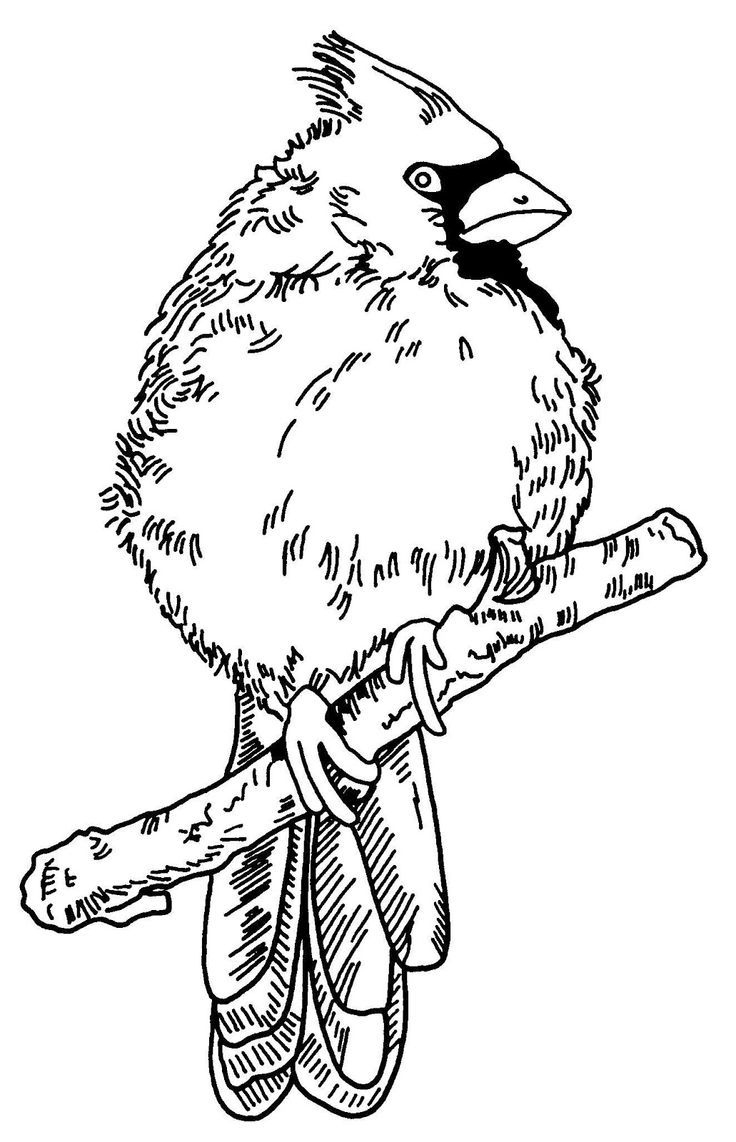 Free Wood Burning Patterns Of Cardinals for Traceable Free Printable Wildlife Wood Burning Patterns