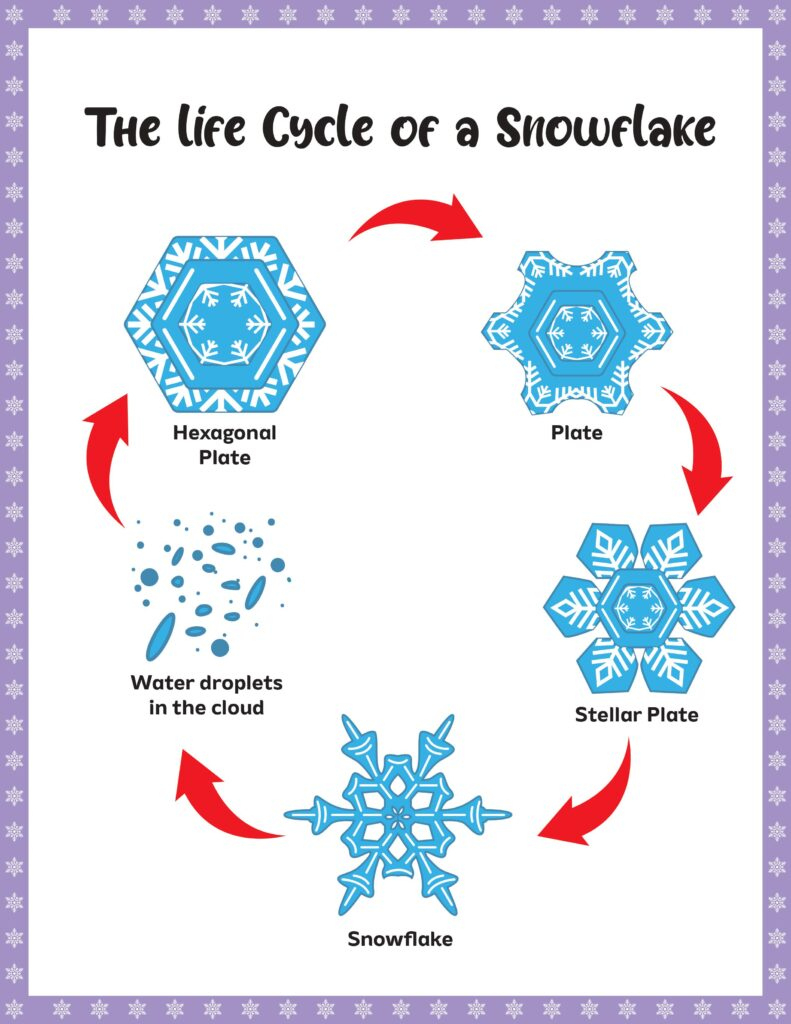 Life Cycle Of A Snowflake Worksheet: A Comprehensive Guide - Sarah inside Life Cycle of a Snowflake Free Printable