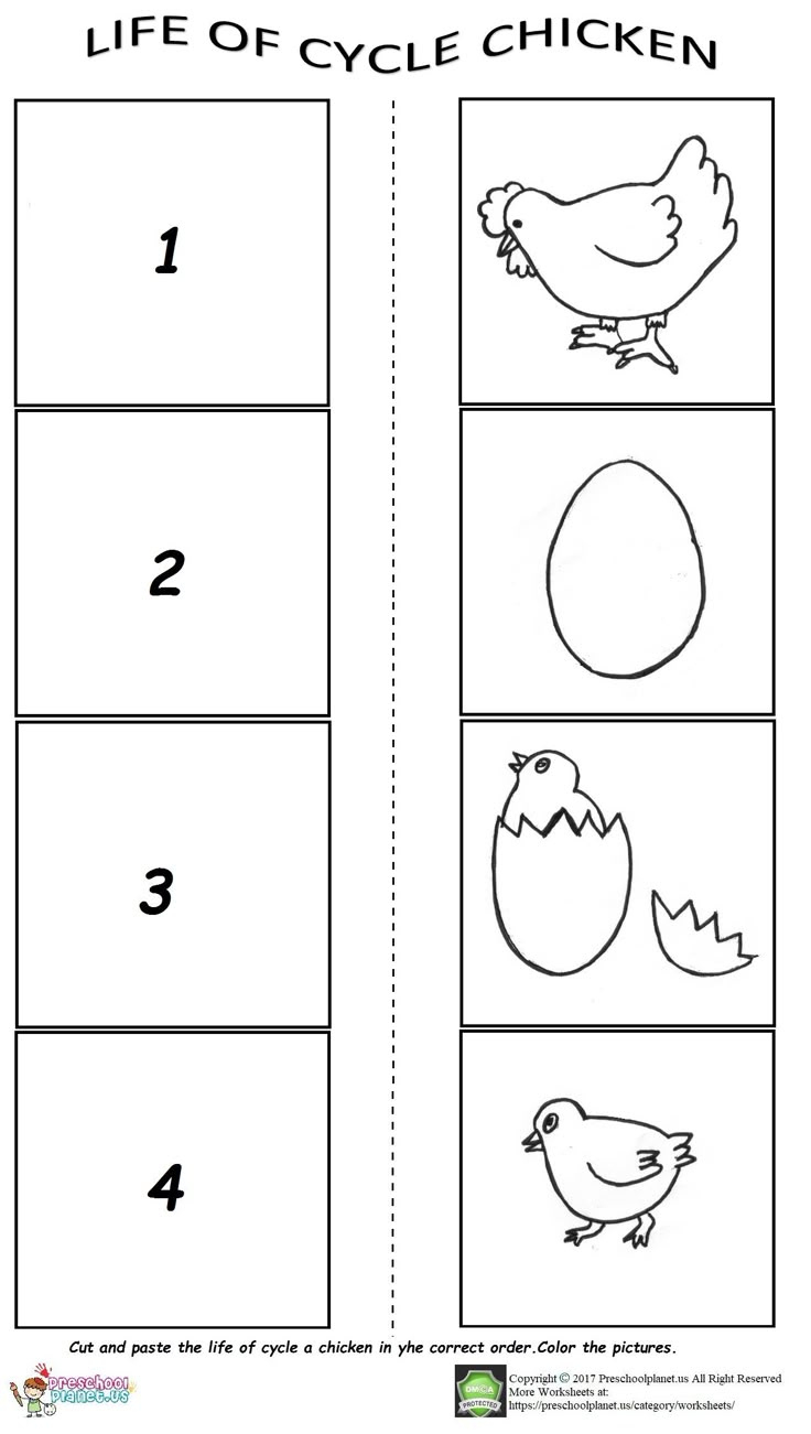 The Life Cycle Of A Chicken Worksheet pertaining to Free Printable Life Cycle of a Chicken Worksheet