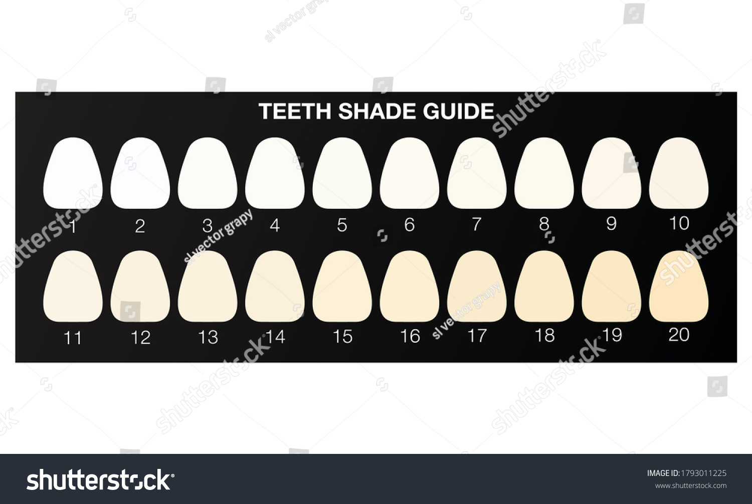 Zahnschattenführung, Zahnfarbkarte. Flachgrafik-Vektorgrafik within Printable Tooth Shade Chart