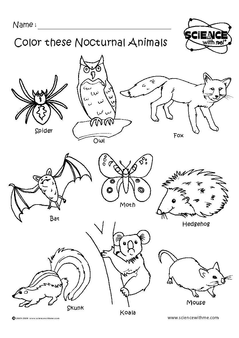 17 Nocturnal Animals Ideas | Nocturnal Animals, Animals, Preschool in Free Printable Nocturnal Animals Worksheets