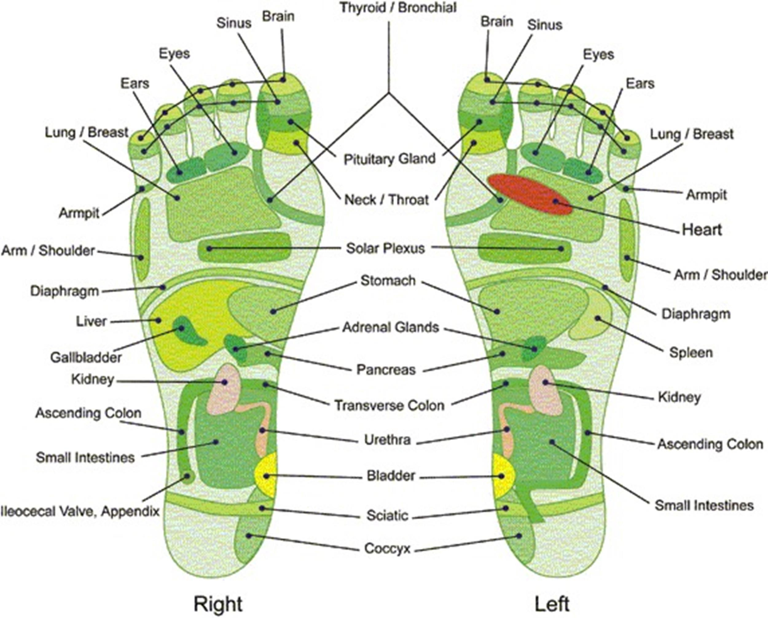 31 Printable Foot Reflexology Charts &amp;amp; Maps ᐅ Templatelab in Printable Reflexology Charts Free