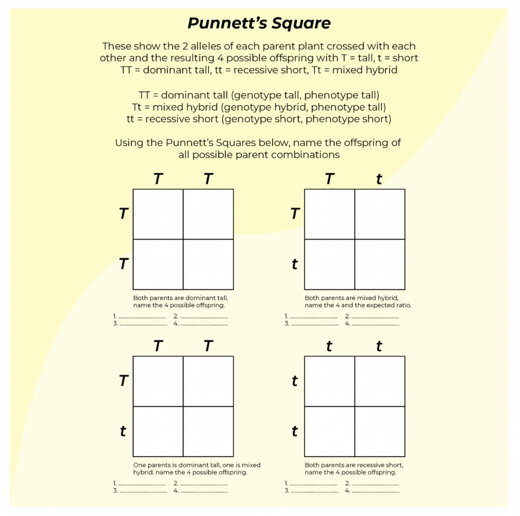 9 Hands-On Worksheet Punnett Square Worksheet - The Teach Simple intended for Punnett Square Worksheet Printable