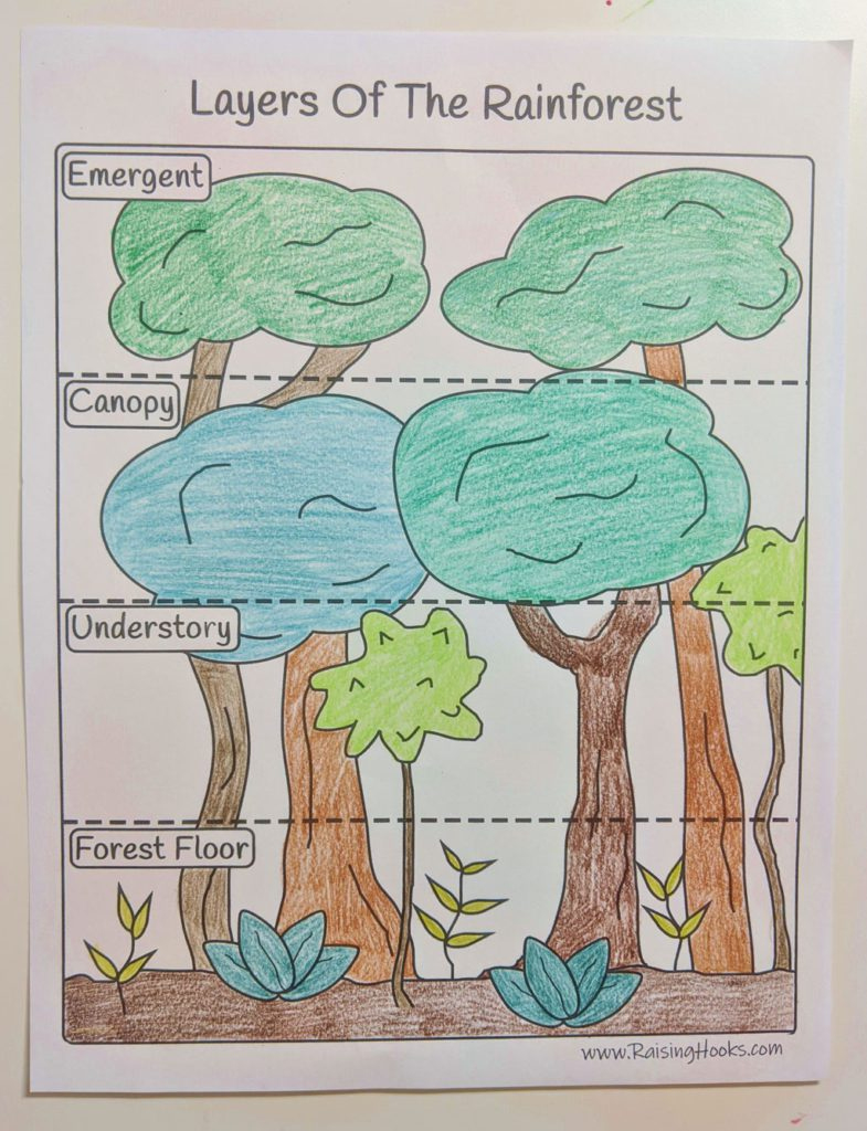 Rainforest Diorama - Raising Hooks intended for Free Printable Rainforest Diorama Printables