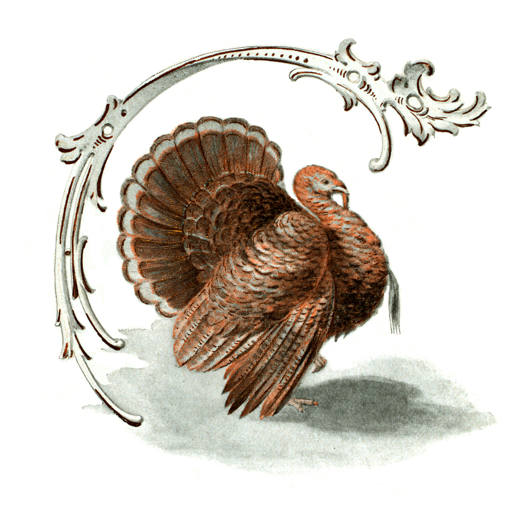 14 Thanksgiving Turkey Pictures! - The Graphics Fairy regarding Free Vintage Thanksgiving Printables