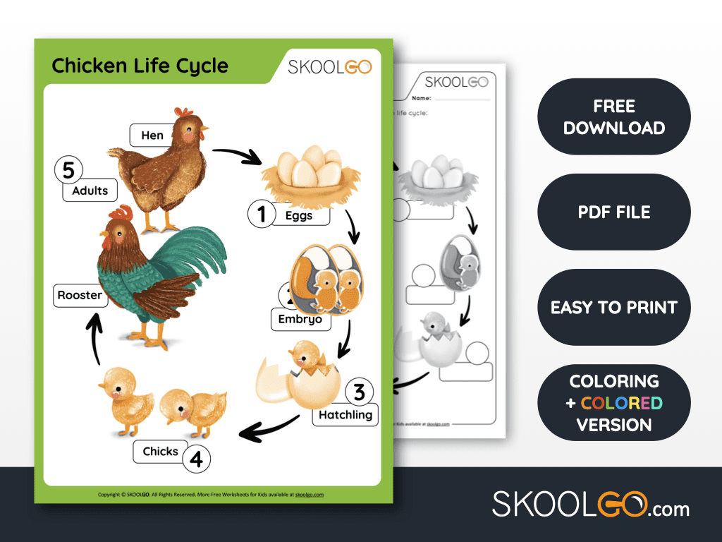 Chicken Life Cycle - Free Worksheet - Skoolgo pertaining to Life Cycle of a Chicken Printable