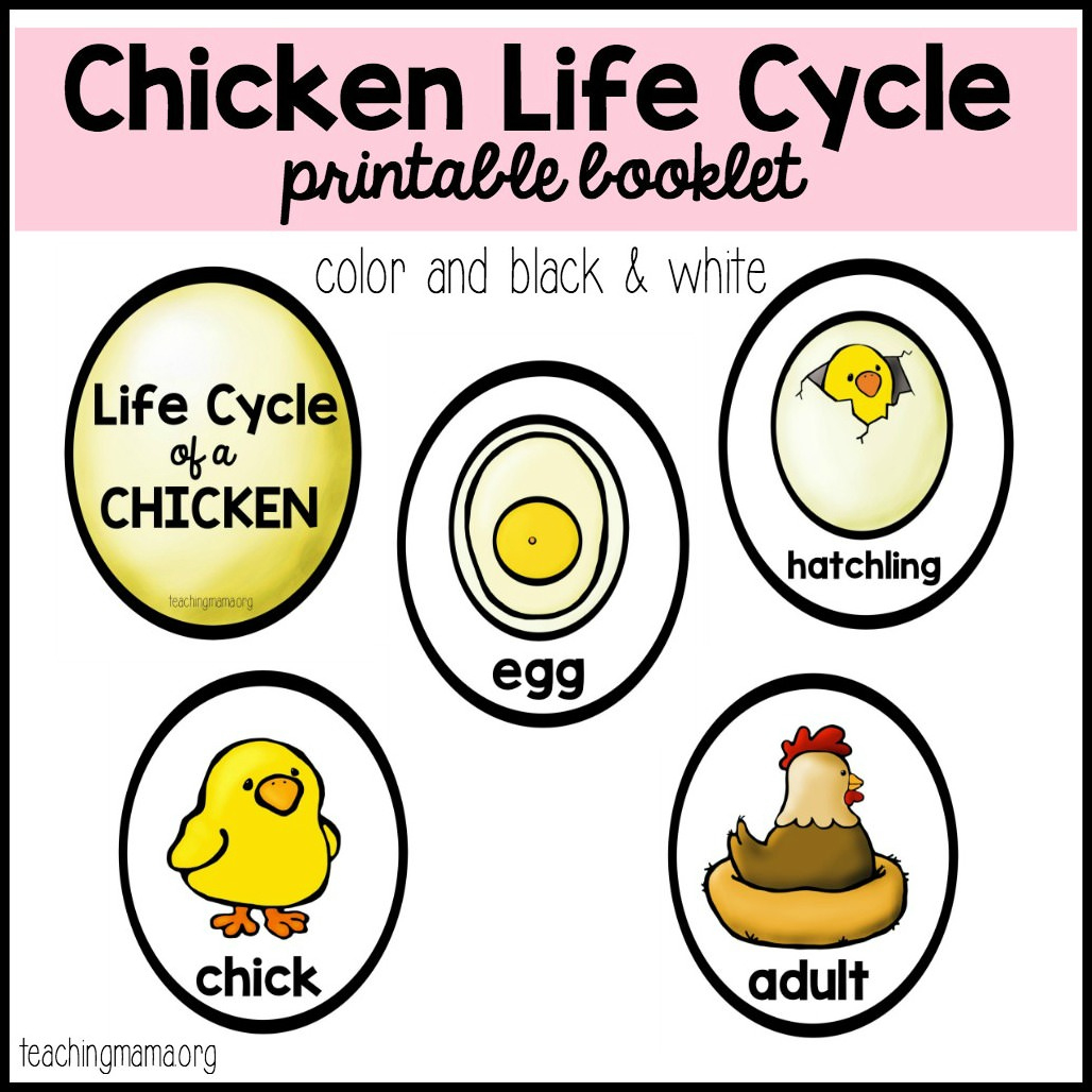 Chicken Life Cycle Printable with Life Cycle Of A Chicken Printable