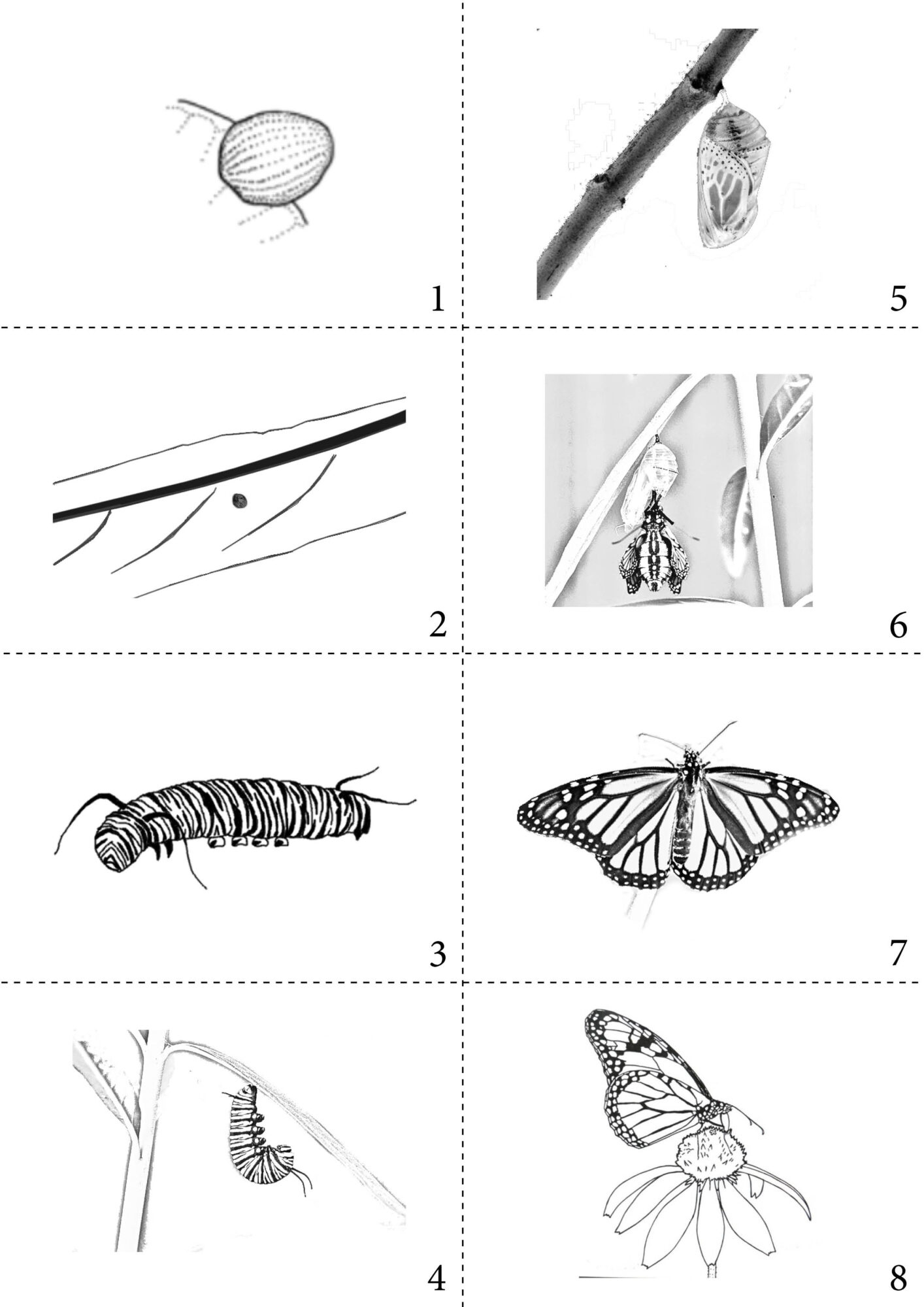 Educational Resources - Moths And Butterflies Of New Zealand Trust for Butterfly Life Cycle Printable Book