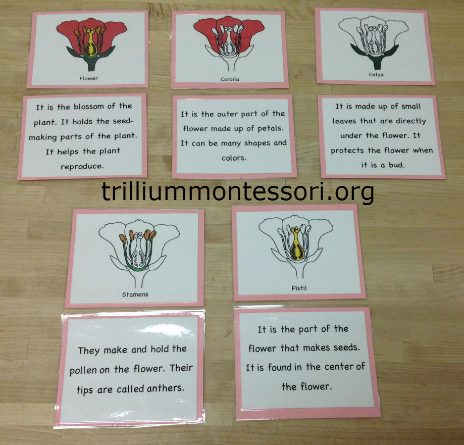 Flower Activities For Montessori Or A Preschool Unit for Parts of a Flower Montessori Free Printable