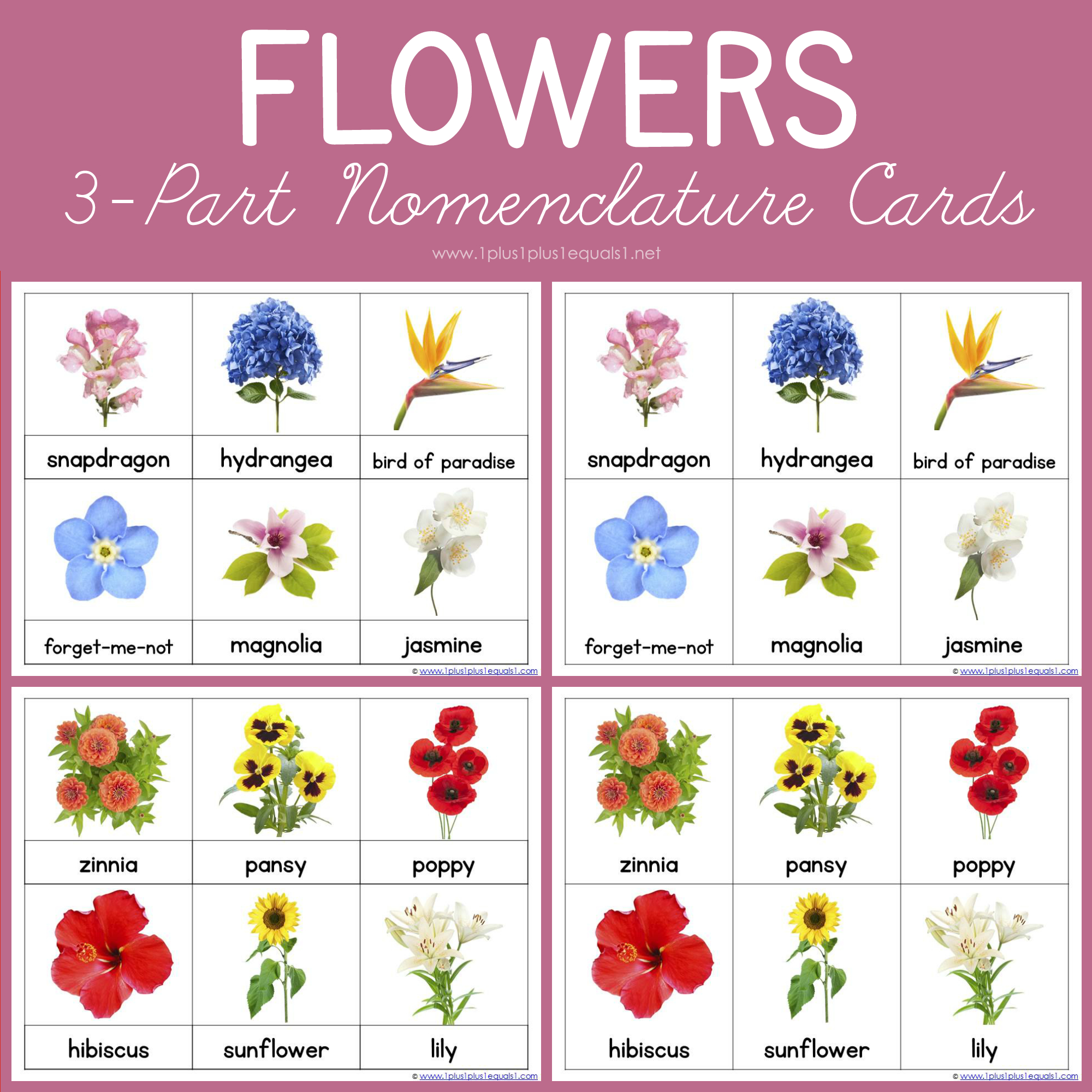 Flower Nomenclature ~ Montessori Printables - 1+1+1=1 pertaining to Parts Of A Flower Montessori Free Printable