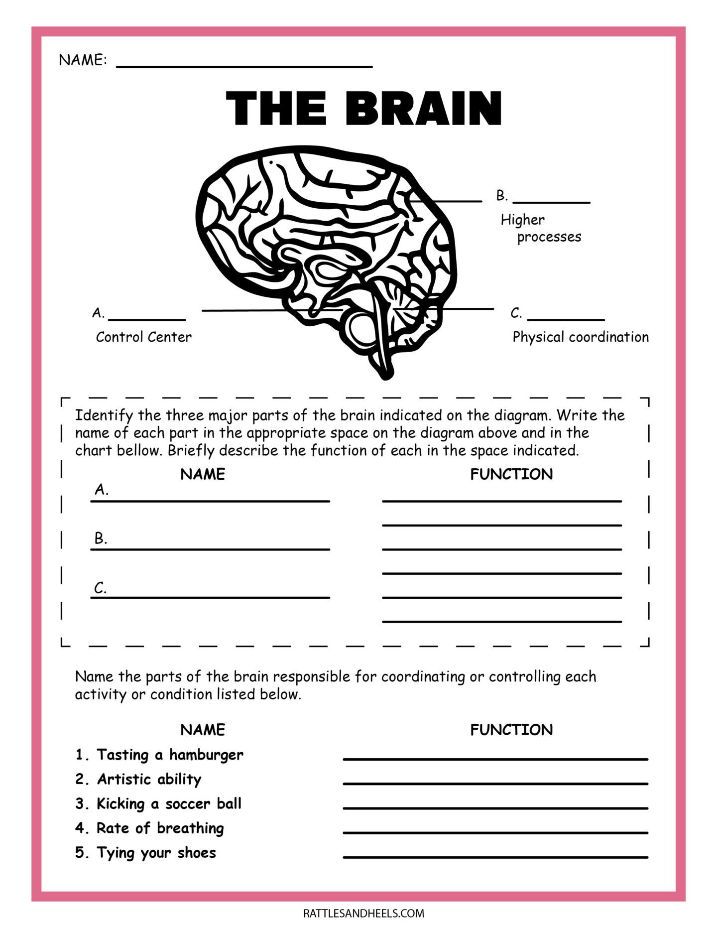 Free Science Worksheets| The Nervous System - inside Free Printable Nervous System Worksheets