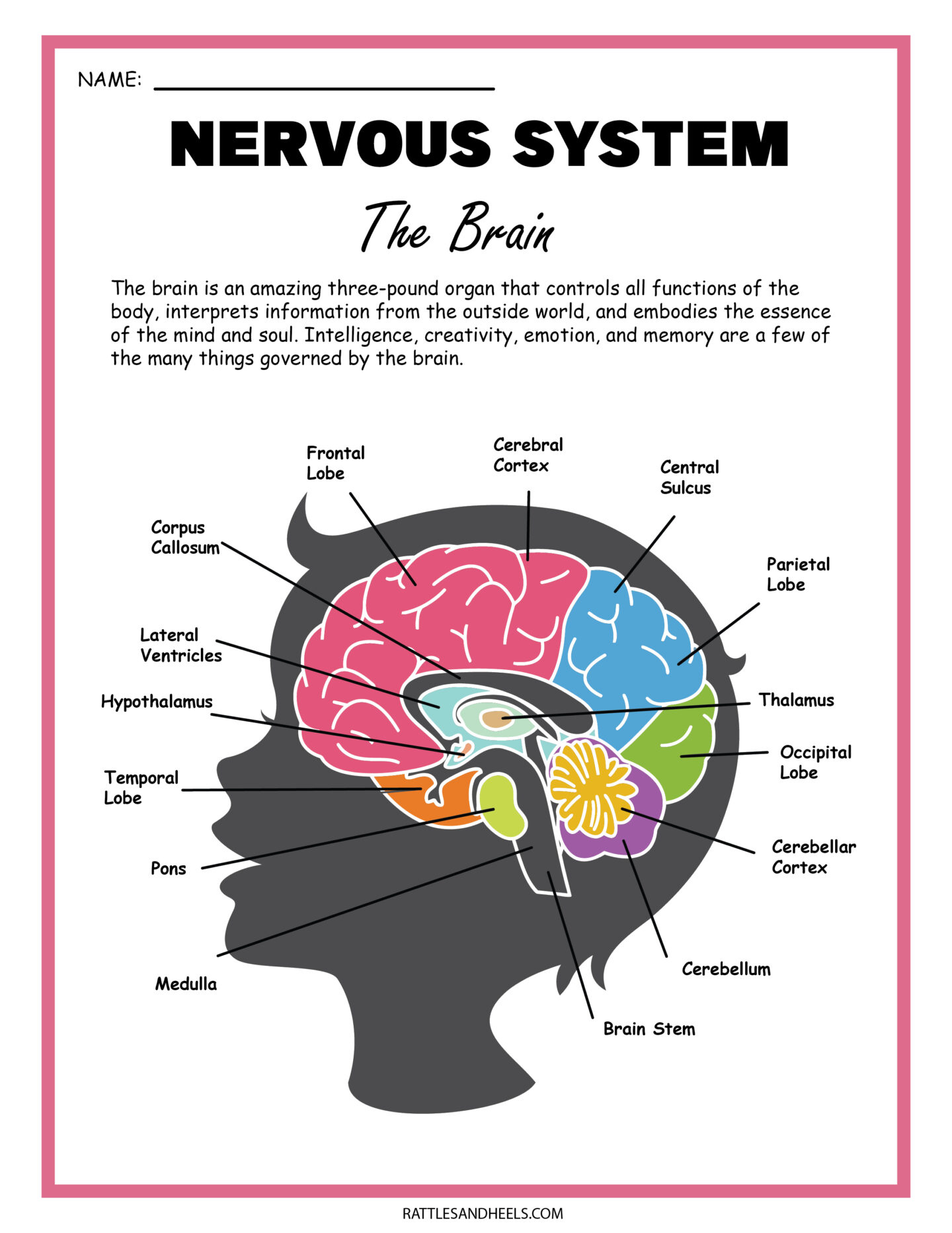 Free Science Worksheets| The Nervous System - pertaining to Free Printable Nervous System Worksheets