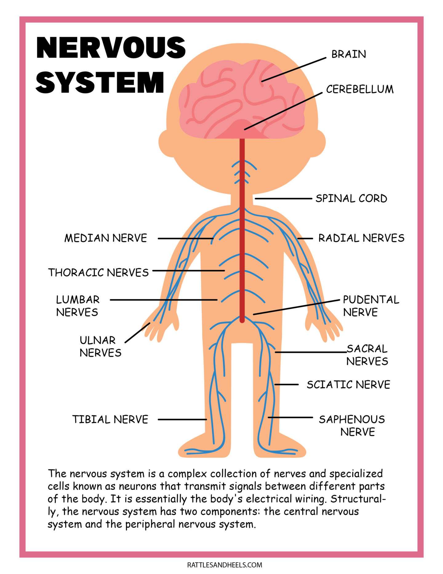 Free Science Worksheets| The Nervous System - with Free Printable Nervous System Worksheets