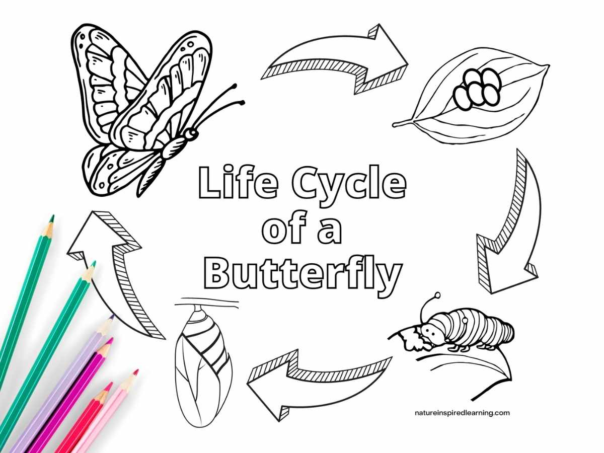 Life Cycle Of A Butterfly Coloring Pages - Nature Inspired Learning with regard to Butterfly Life Cycle Printable Book