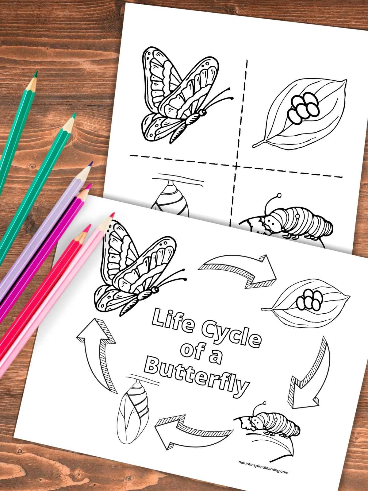 Life Cycle Of A Butterfly Coloring Pages - Nature Inspired Learning within Butterfly Life Cycle Printable Book