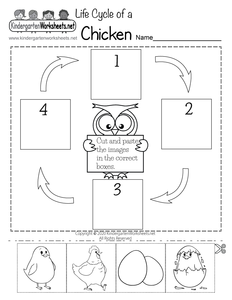 Life Cycle Of A Chicken Worksheet - Free Printable, Digital, &amp;amp; Pdf inside Life Cycle of a Chicken Printable