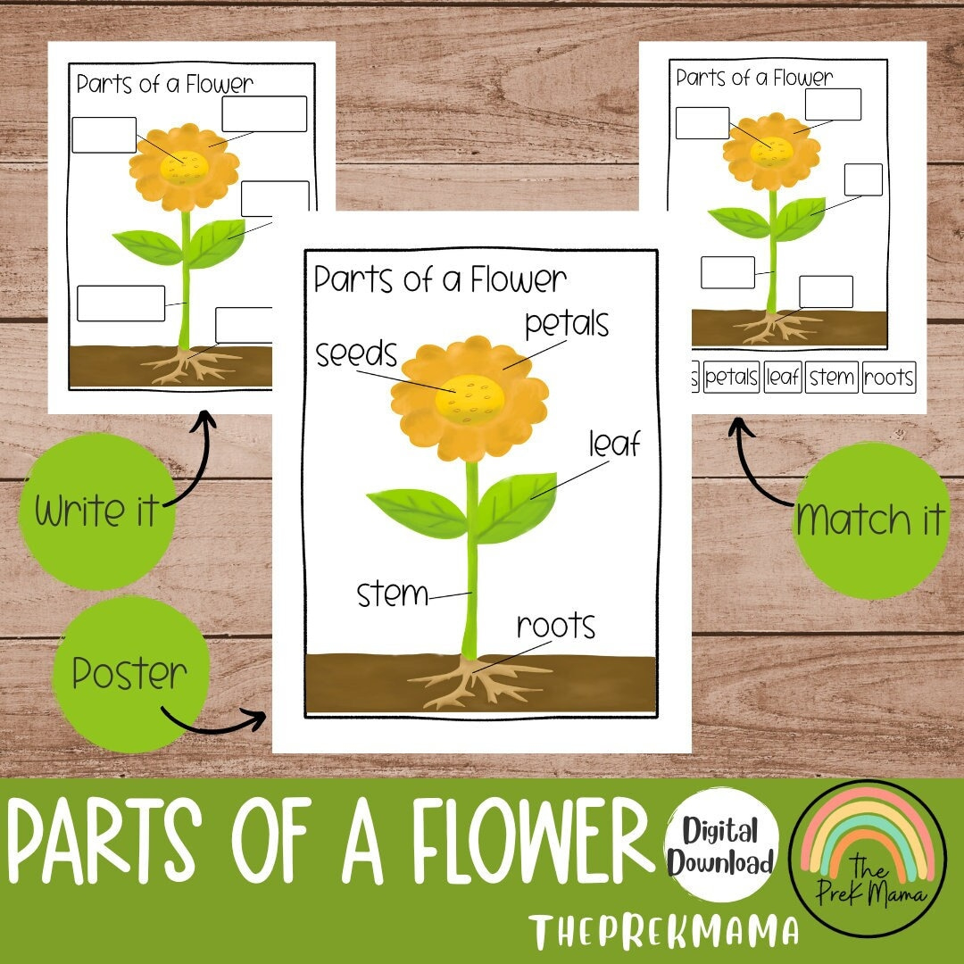 Parts Of A Flower, Preschool Curriculum, Preschool Printable within Parts of a Flower Montessori Free Printable