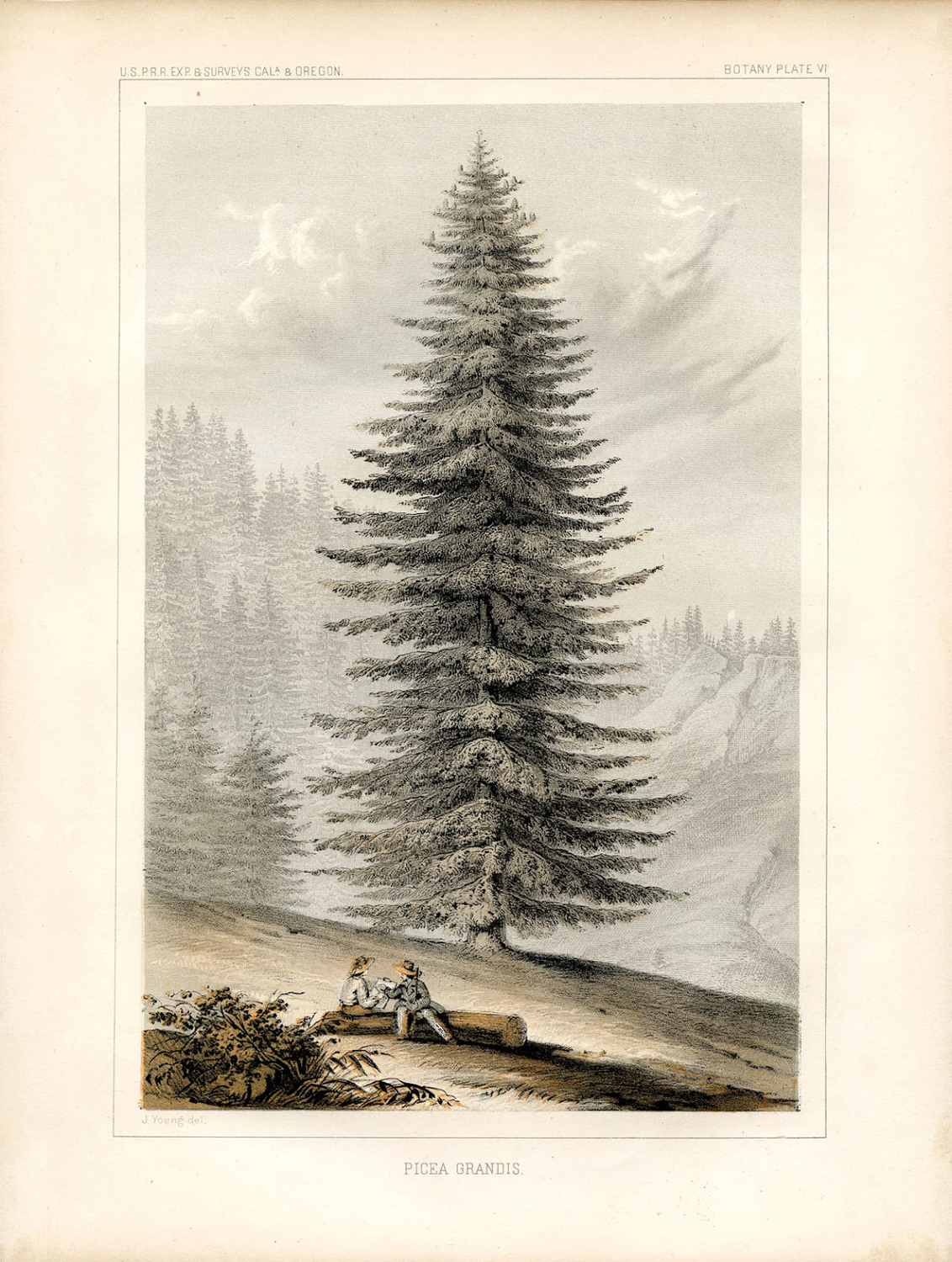 12+ Christmas Tree Clipart! - The Graphics Fairy in Printable Giant Christmas Tree