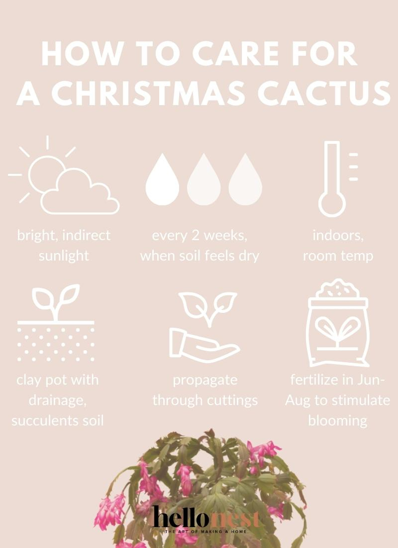 How To Care For A Christmas Cactus Plant | Hello Nest inside Christmas Cactus Care Printable